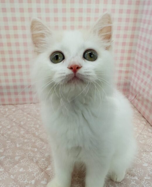 スコティッシュフォールド