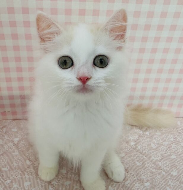 スコティッシュフォールド