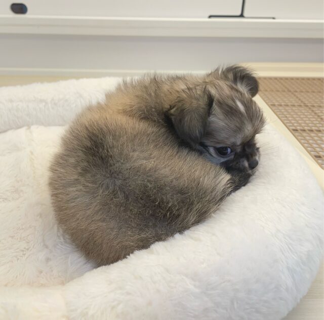 しっぽフリフリ☺ロング・チワワ(フォーン)💙男の子💙2025年7月18日生まれ チワワ