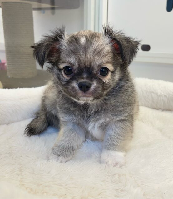 しっぽフリフリ☺ロング・チワワ(フォーン)💙男の子💙2025年7月18日生まれ チワワ