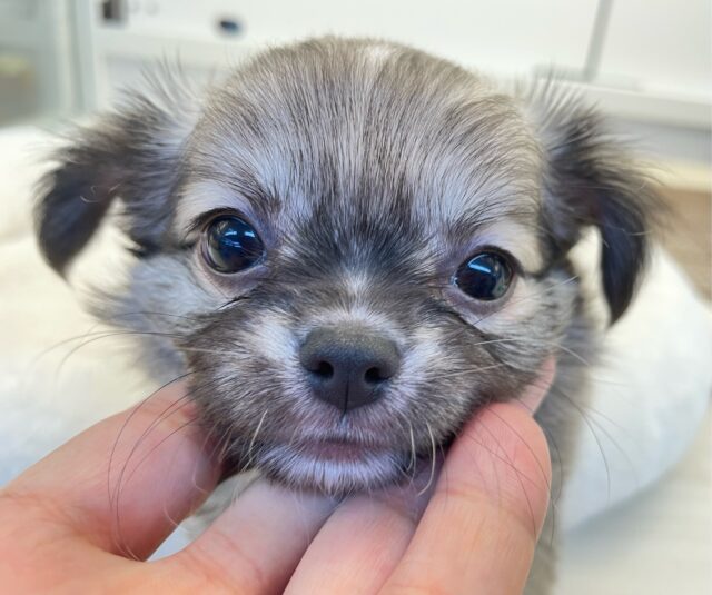 しっぽフリフリ☺ロング・チワワ(フォーン)💙男の子💙2025年7月18日生まれ チワワ