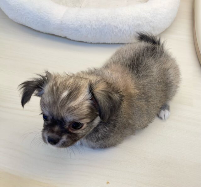 しっぽフリフリ☺ロング・チワワ(フォーン)💙男の子💙2025年7月18日生まれ チワワ