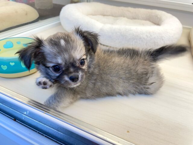 しっぽフリフリ☺ロング・チワワ(フォーン)💙男の子💙2025年7月18日生まれ チワワ