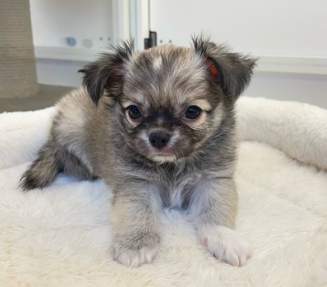 しっぽフリフリ☺ロング・チワワ(フォーン)💙男の子💙2025年7月18日生まれ チワワ