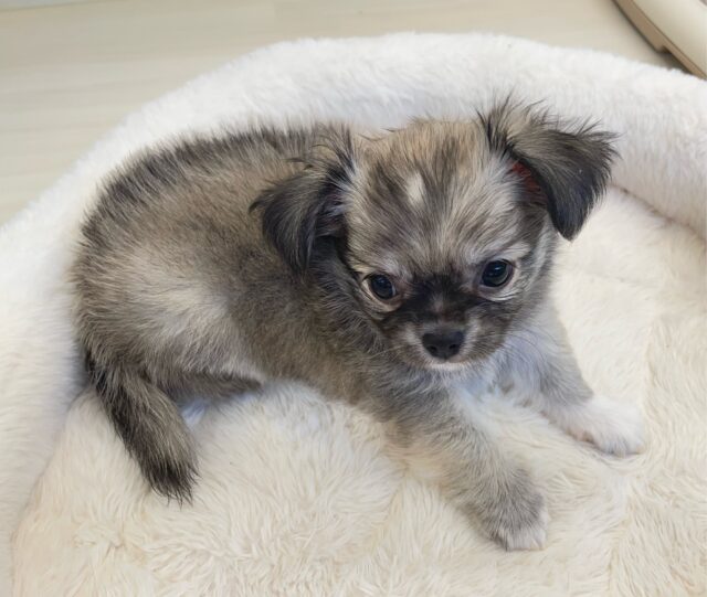 しっぽフリフリ☺ロング・チワワ(フォーン)💙男の子💙2025年7月18日生まれ チワワ