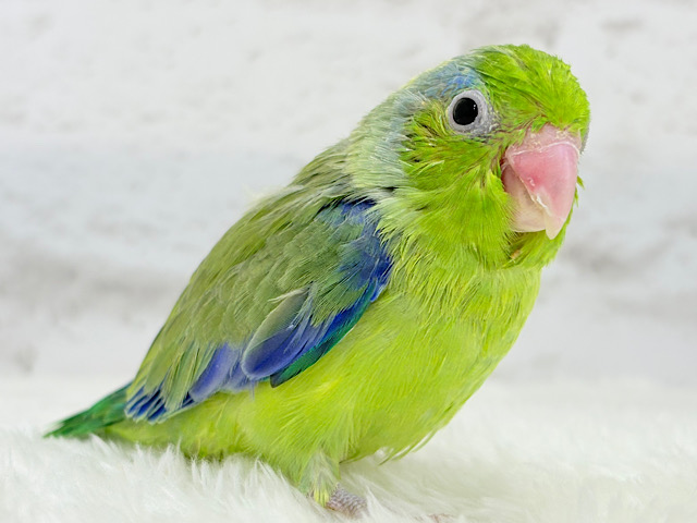 【最新画像更新🪄】僕にしかないトレードマーク🐣💚マメルリハ(パイド)男の子 ヒナ