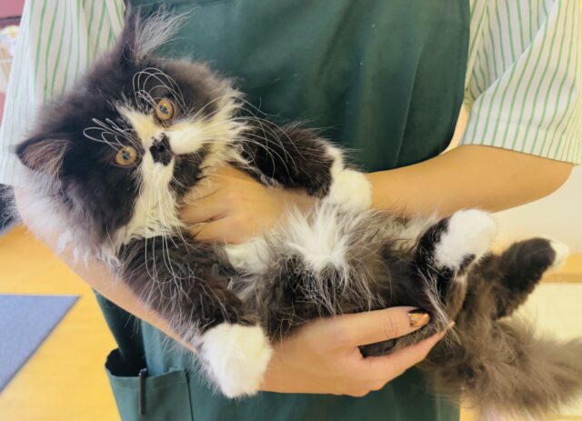 フォールデックス