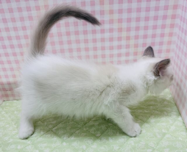 最新📷美猫降臨!ラグドールの女の子! ラグドール