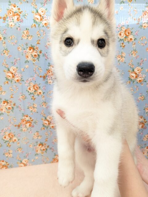 シベリアンハスキー