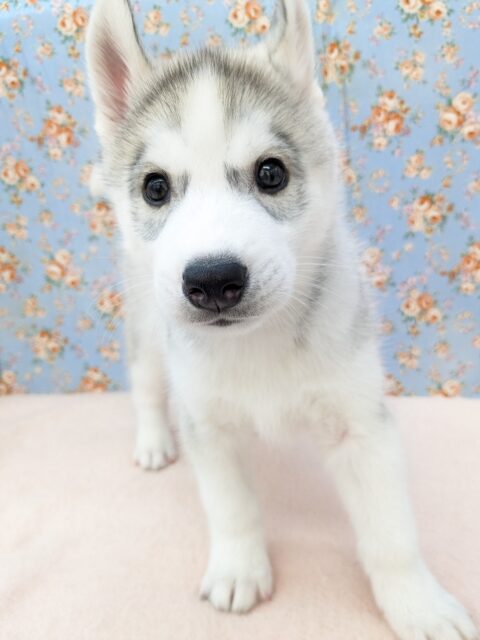 シベリアンハスキー