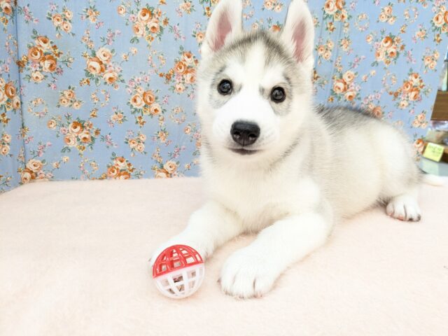 シベリアンハスキー