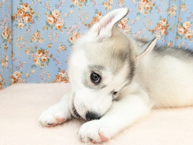 シベリアンハスキー