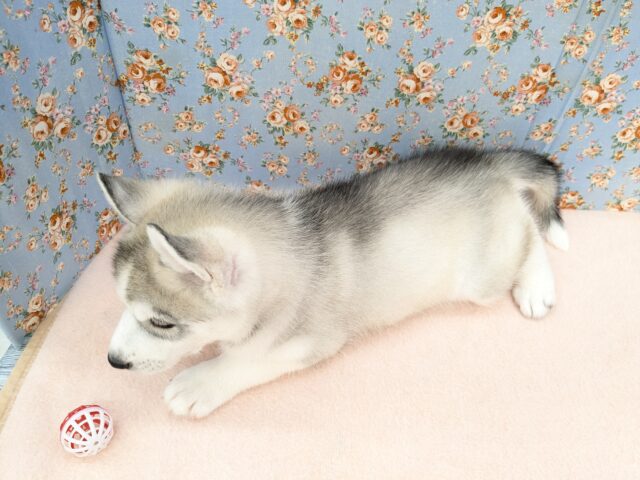 シベリアンハスキー