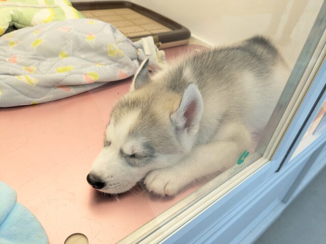 シベリアンハスキー