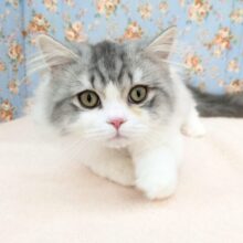 最新画像更新！！おっとりのんびりボーイ💙　ラガマフィンの男のコ　2025/9/5撮影