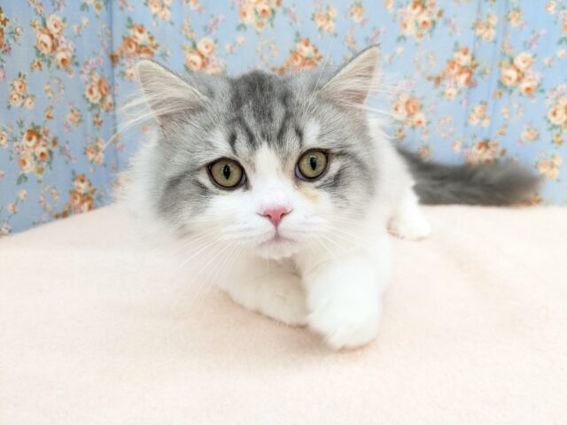 最新画像更新！！おっとりのんびりボーイ💙　ラガマフィンの男のコ　2025/9/5撮影