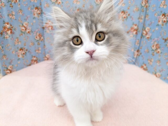 最新画像更新！！可愛すぎてもうメロメロ💗　サイベリアンの男のコ　2025/9/5撮影