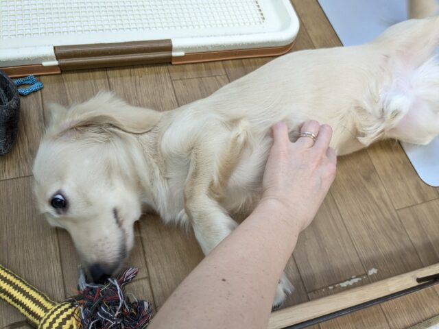 ミニチュアダックス