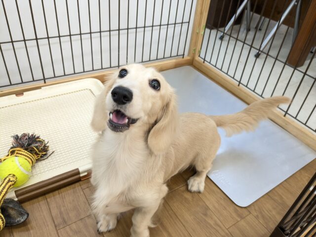 最新画像更新！！しっかりボディのおっとりボーイ☆　ミニチュアダックスの男のコ　2025/9/5撮影