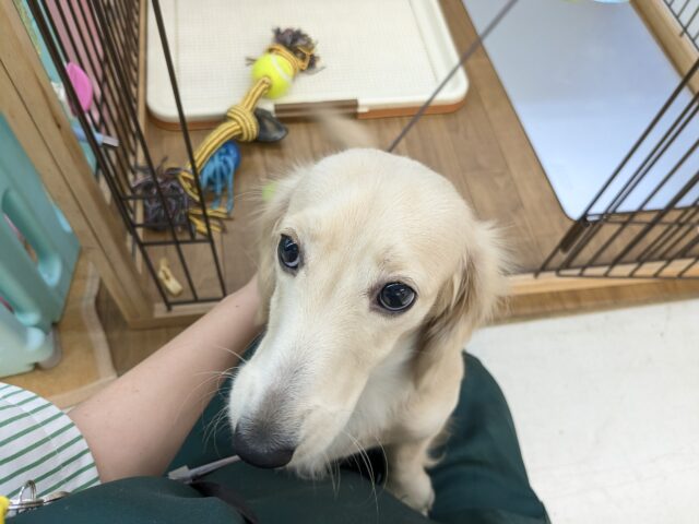 ミニチュアダックス