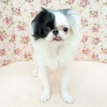 最新画像更新！！ハイテンションガール💗　狆の女のコ　2025/9/5撮影