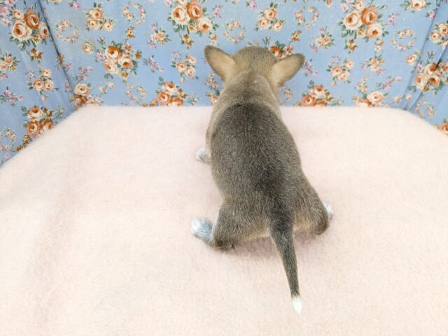 カワウソじゃないよ?笑 スムースコートチワワの男のコ 2025/9/12撮影 チワワ