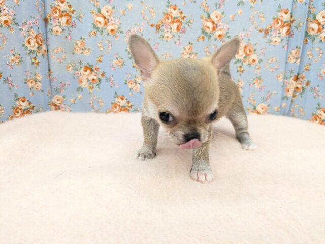 カワウソじゃないよ?笑 スムースコートチワワの男のコ 2025/9/12撮影 チワワ