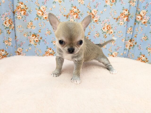 カワウソじゃないよ?笑 スムースコートチワワの男のコ 2025/9/12撮影 チワワ