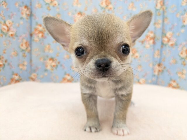 カワウソじゃないよ?笑 スムースコートチワワの男のコ 2025/9/12撮影 チワワ