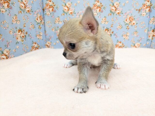 カワウソじゃないよ?笑 スムースコートチワワの男のコ 2025/9/12撮影 チワワ