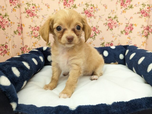 くいしんぼ姫💗　ハーフ犬（チワワ×カニンヘンダックス）の女のコ　2025/9/12撮影