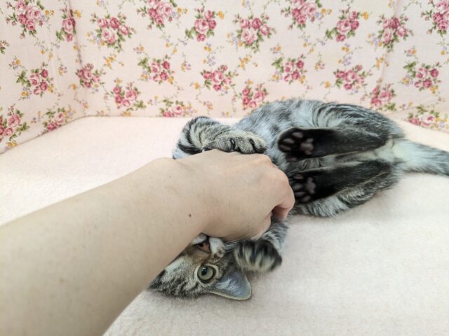 最新画像更新!!甘えんぼハイテンションガール💗 マンチカンの女のコ 2025/10/17撮影 マンチカン