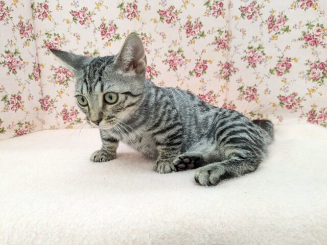 最新画像更新!!甘えんぼハイテンションガール💗 マンチカンの女のコ 2025/10/17撮影 マンチカン