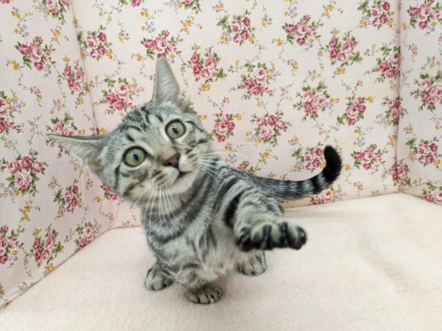 最新画像更新!!甘えんぼハイテンションガール💗 マンチカンの女のコ 2025/10/17撮影 マンチカン