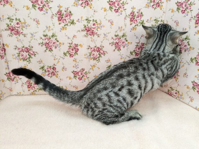 最新画像更新!!甘えんぼハイテンションガール💗 マンチカンの女のコ 2025/10/17撮影 マンチカン