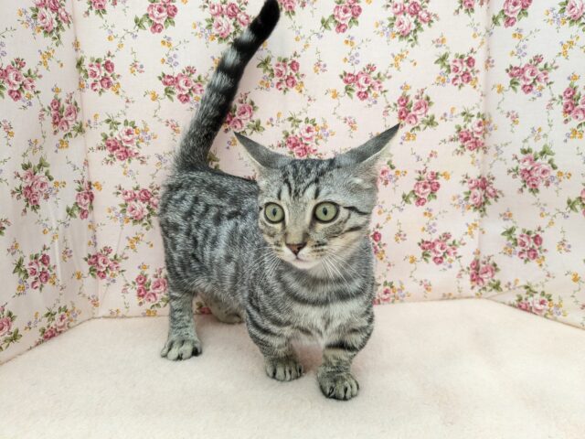 最新画像更新!!甘えんぼハイテンションガール💗 マンチカンの女のコ 2025/10/17撮影 マンチカン