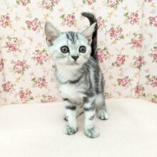 最新画像更新！！人気のネコちゃん♪　アメリカンショートヘアの女のコ 2025/9/12撮影