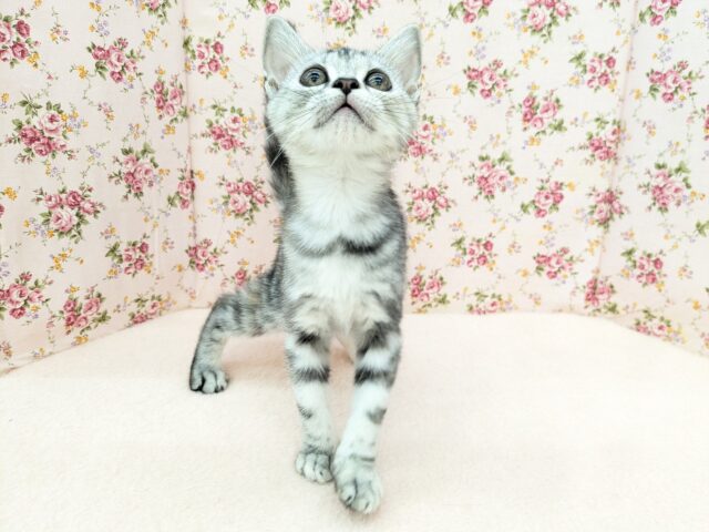 アメリカンショートヘア