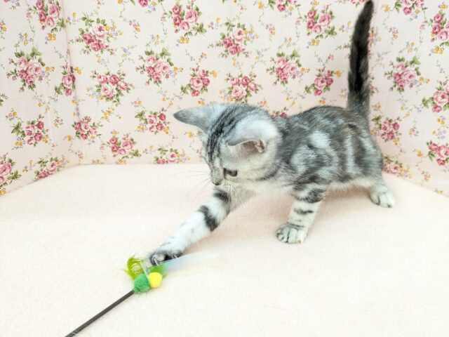 アメリカンショートヘア