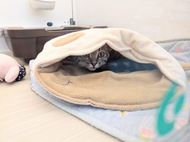 最新画像更新!!甘えんぼハイテンションガール💗 マンチカンの女のコ 2025/10/17撮影 マンチカン