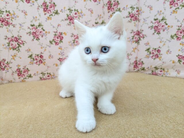 スコティッシュフォールド