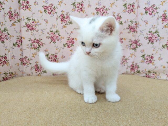 スコティッシュフォールド