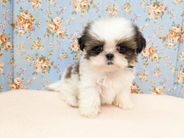 心奪われるかわいさ💗　シーズーの男のコ　2025/9/26撮影