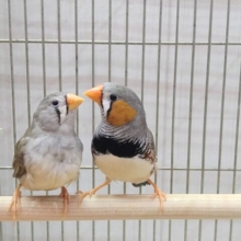 オレンジのクチバシがチャームポイント🧡キンカ鳥さんノーマルペア