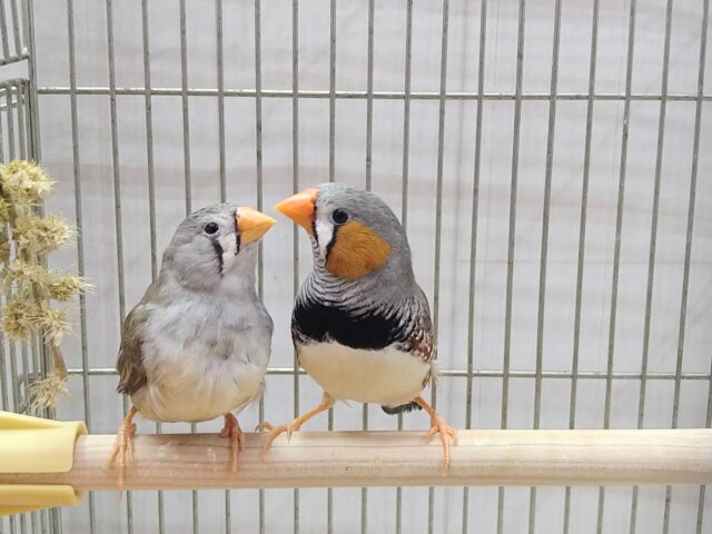 オレンジのクチバシがチャームポイント🧡キンカ鳥さんノーマルペア