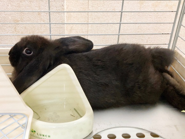 ちょっとだけ最新画像!ホーランドロップ(ブラック) ごはんもりもり食べるよ! ホーランドロップ