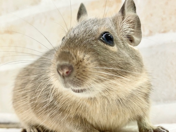 最新画像！デグー（ブルー）　ごはんを独り占めしたい！元気いっぱいな男の子！