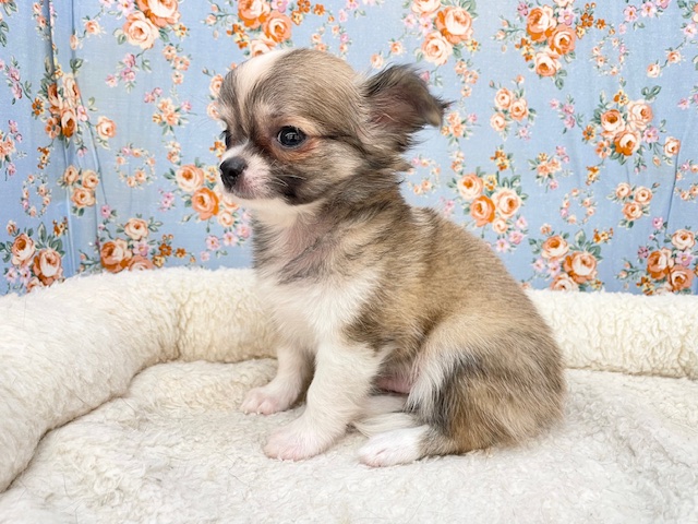 最新画像更新!!ちょっぴりシャイボーイ☆ ロングコートチワワの男のコ 2026/1/9 撮影 チワワ