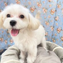 いっぱい遊んで欲しいのだ!!　ハーフ犬（マルチーズ×トイプードル）の男のコ　2025.9/6撮影