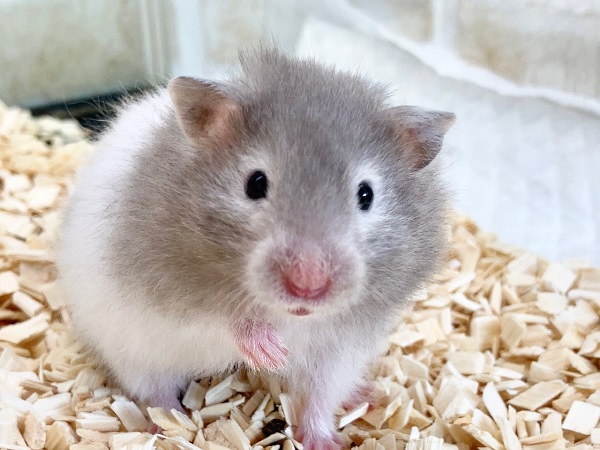 ゴールデンハムスター